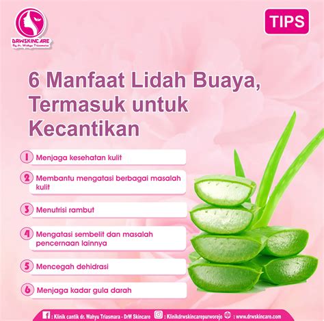 Manfaat Lidah Buaya@cahgunung2629 .